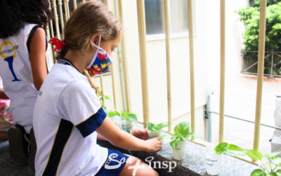 As lições das plantinhas!